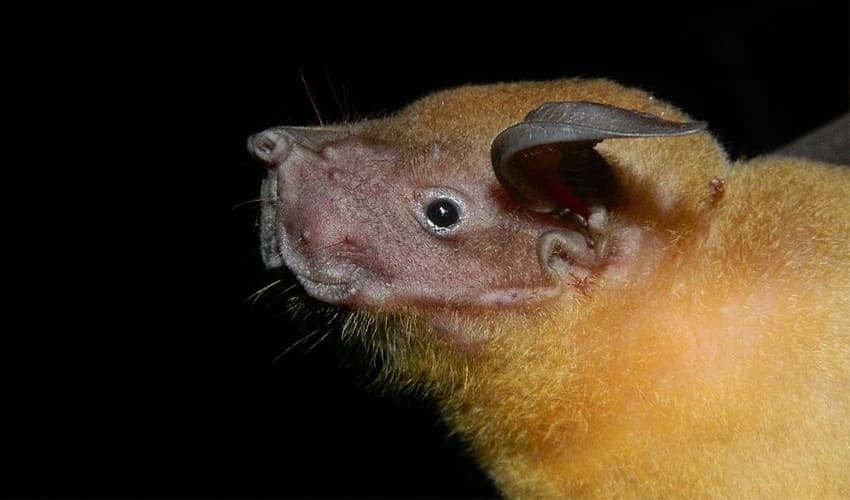 Noctilionidae Bulldog bats facts, distribution & population BioDB
